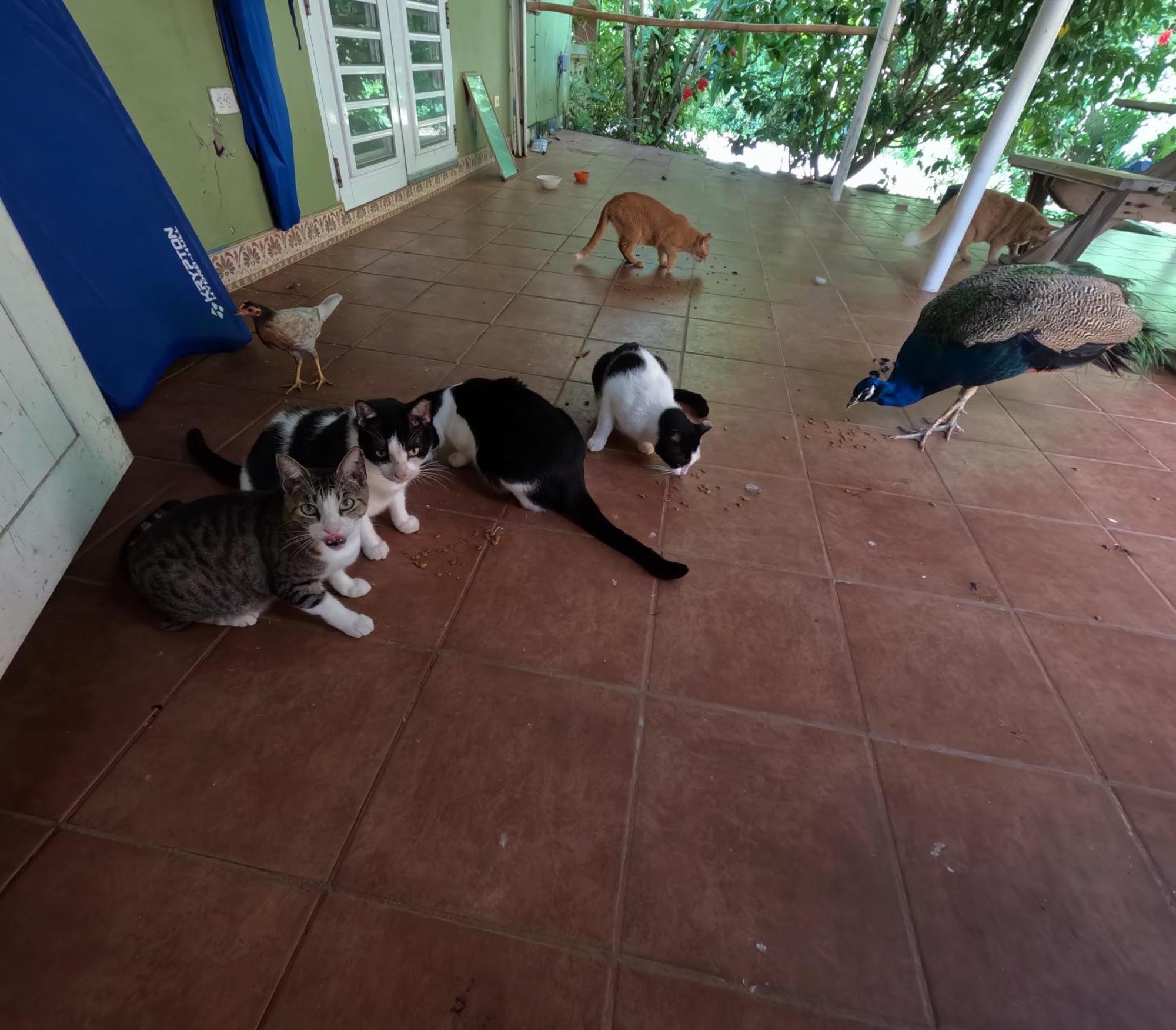 ויסקז Isla Hermosa Guesthouse מראה חיצוני תמונה